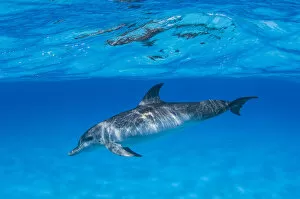 Dolphins Collection: Bottlenose dolphin (Tursiops truncatus), Bahamas, Caribbean