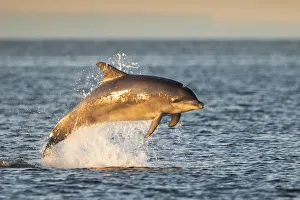 Energetic Prints: Bottlenose dolphin (Tursiops truncatus) breaching, Moray Firth, Scotland, UK, July