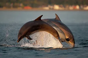 Bottlenose dolphin (Tursiops truncatus) two breaching in evening light, Moray Firth
