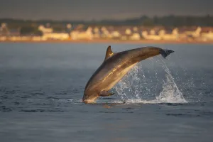 Bottlenose Prints: Bottlenose dolphin (Tursiops truncatus) breaching in evening light