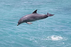 Dolphins Collection: Bottlenose Dolphin (Tursiops truncatus) leaping, Curacao, Netherland Antilles, Caribbean