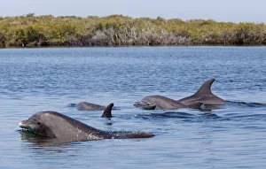 Bottlenose Dolphin (Tursiops truncatus) in mangrove canals, Bahia Magdalena, Baja