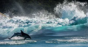 Bottlenose Dolphin (Tursiops truncatus) mother and calf porpoising during annual Sardine run, Port St Johns, South Africa, June