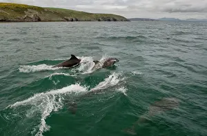 Surface Prints: Bottlenose dolphin (Tursiops truncatus) pod surfacing and swimming under water's surface