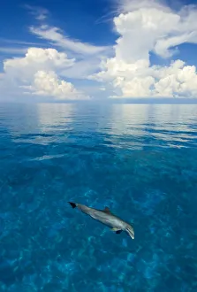 Tranquil Scene Prints: Bottlenose dolphin (Tursiops truncatus) in shallow water over a sand bank. Sandy Ridge