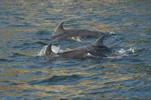Bottlenose dolphin (Tursiops truncatus) at surface, Moray Firth, Highlands, Scotland. May