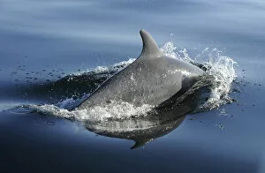 Bottlenose dolphin (Tursiops truncatus) surfacing, off the Lleyn Peninsula, North Wales, UK