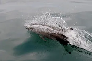 Surface Prints: Bottlenose dolphin (Tursiops truncatus) surfacing, Cardigan Bay, Wales, Irish Sea, May