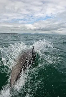 Surface Prints: Bottlenose dolphin (Tursiops truncatus) surfacing with Llyn Peninsula behind