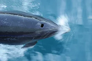 Bottlenose dolphin (Tursiops truncatus) surfacing seen from above, Marlborough Sounds