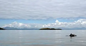 Islands Prints: Bottlenose dolphin (Tursiops truncatus) surfacing with St Tudwals Islands behind