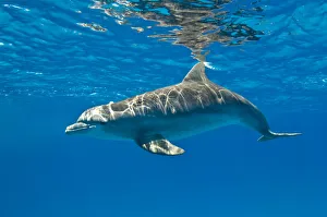 Bottlenose dolphin (Tursiops truncatus) swimming beneath the surface of the sea, Sandy Ridge