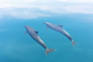 Tail Fin Prints: Bottlenose dolphin (Tursiops truncatus) swimming towards sea surface