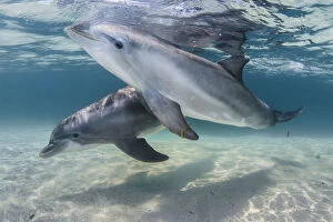 Dolphins Collection: Bottlenose dolphins (Tursiops truncatus) swimming over a sandy bottom, Roatan Island