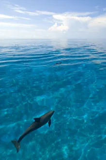 2010 Highlights Collection: Bottlenose dolphins (Tursiops truncatus) in shallow water over a sand bank. Sandy Ridge