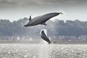 Two Bottlenose dolphins (Tursiops truncatus) breaching, Moray Firth, Scotland, UK