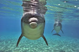Bottlenose dolphins (Tursiops truncatus) approaching with curiosity, Dolphin Reef, Eilat, Israel