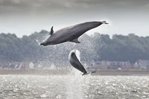 Energetic Prints: Two Bottlenose dolphins (Tursiops truncatus) breaching, Moray Firth, Scotland, UK