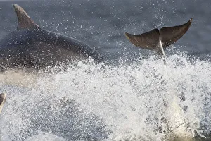 Bottlenose Prints: Two Bottlenose dolphins (Tursiops truncatus) breaching, Moray Firth, Inverness-shire