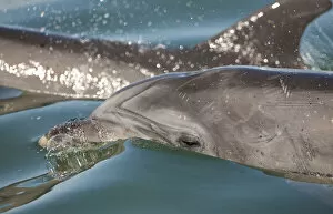 Dolphins Gallery: Bottlenose Dolphins (Tursiops truncatus) at the surface, Sado Estuary, Portugal