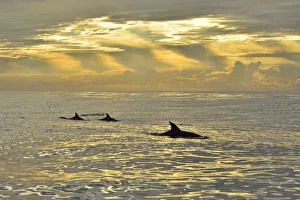 Surface Prints: Bottlenose dolphins (Tursiops truncatus) at the surface at sunrise