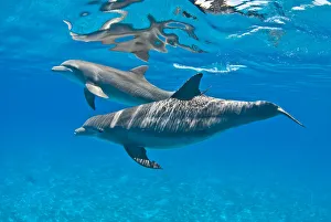 Bottlenose dolphins (Tursiops truncatus) swimming beneath the surface. Sandy Ridge