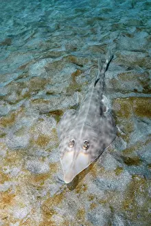 Japan Prints: Bottlenose guitarfish (Rhinobatos schlegelii) resting on seabed
