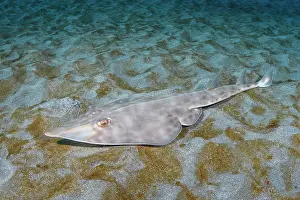 Japan Prints: Bottlenose guitarfish (Rhinobatos schlegelii) resting on seabed