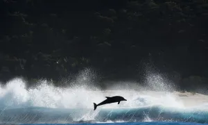 Catalogue8 Prints: Bottlenosed dolphin (Tursiops truncatus) porpoising during annual sardine run