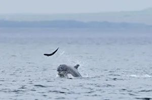 Bottlenosed dolphin (Tursiops truncatus) throwing Salmon into the air, Moray Firth