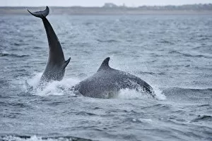 Images Dated 16th April 2009: Two Bottlenosed dolphins (Tursiops truncatus) breaching, Moray Firth, Nr Inverness