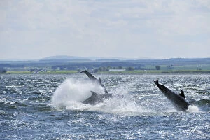 Bottlenosed dolphins (Tursiops truncatus) breaching, Moray Firth, Nr Inverness, Scotland