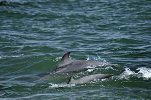 Images Dated 30th May 2009: Two Bottlenosed dolphins (Tursiops truncatus) surfacing, Moray Firth, Nr Inverness