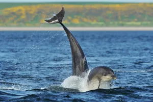 Surface Prints: Bottlenosed dolphins (Tursiops truncatus) one jumping the other surfacing, Moray Firth