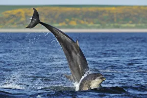 Bottlenosed dolphins (Tursiops truncatus) one jumping the other surfacing, Moray Firth