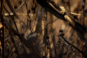 Camouflage Prints: Boucard's wren (Campylorhynchus jocosus) perched among vegetation