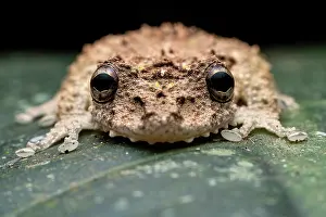 Hylidae Prints: Boulenger's snouted tree frog (Scinax boulengeri) portrait