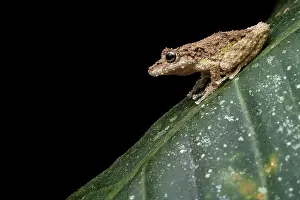 Hylidae Prints: Boulenger's snouted tree frog (Scinax boulengeri) resting on a leaf