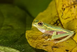 Yashpal Rathore Gallery: Boulengers tree frog (Rhacaphorus lateralis) recently rediscovered after 100 years
