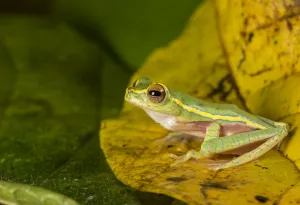Karnataka Prints: Boulengers tree frog (Rhacaphorus lateralis) recently rediscovered after 100 years