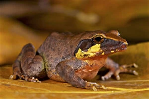 August 2021 Highlights Gallery: Boulengers wrinkled ground frog (Cornufer boulengeri / Platymantis boulengeri)