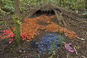 Songbirds Prints: Bower of Vogelkop Bowerbird (Amblyornis inornata) with bright decorations. Nov 2004