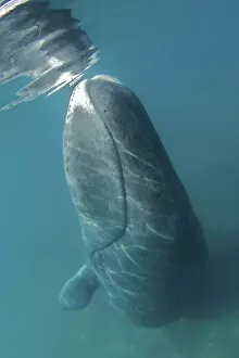 Images Dated 11th May 2012: Bowhead Whale (Balaena mysticetus) rubbing off flaking skin on the ocean bottom