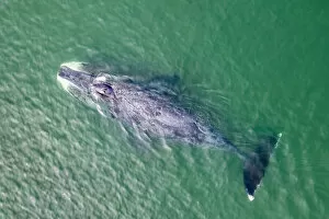 2020 January Highlights Collection: Bowhead whale (Balaena mysticetus) swimming in coastal waters, aerial view. Vrangel Bay