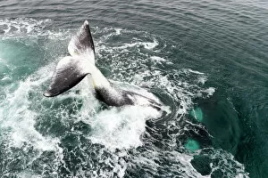 Aerial View Gallery: Bowhead whale (Balaena mysticetus) tail slapping, Sea of Okhotsk, Russia