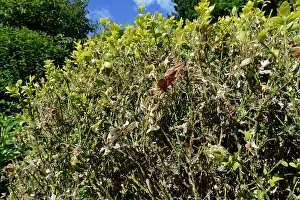 Buxanae Prints: Box (Buxus sempervirens) bush in a garden badly damaged by an infestation of Box-tree moth (Cydalima perspectalis)