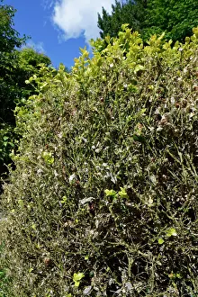 Buxanae Prints: Box (Buxus sempervirens) bush in a garden badly damaged by an infestation of Box-tree moth (Cydalima perspectalis)