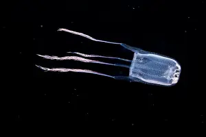 Black Background Prints: Box jellyfish (Manokia stiasnyi) portrait