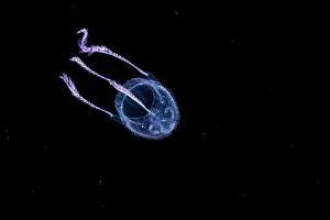 Black Background Prints: Box jellyfish (Manokia stiasnyi) portrait
