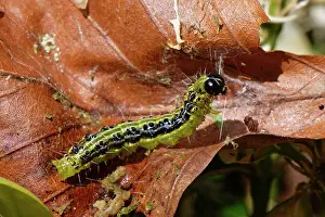 Buxanae Prints: Box-tree moth (Cydalima perspectalis)